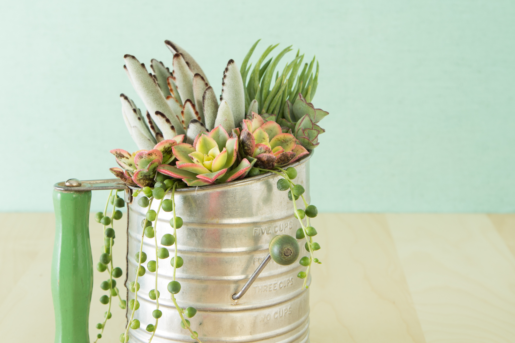 flour sifter filled with succulents