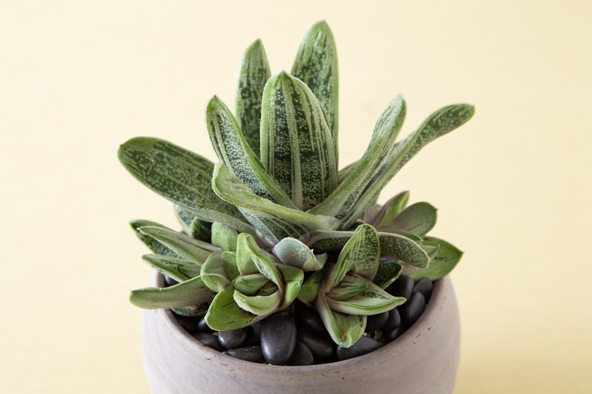 gasteria little warty cluster