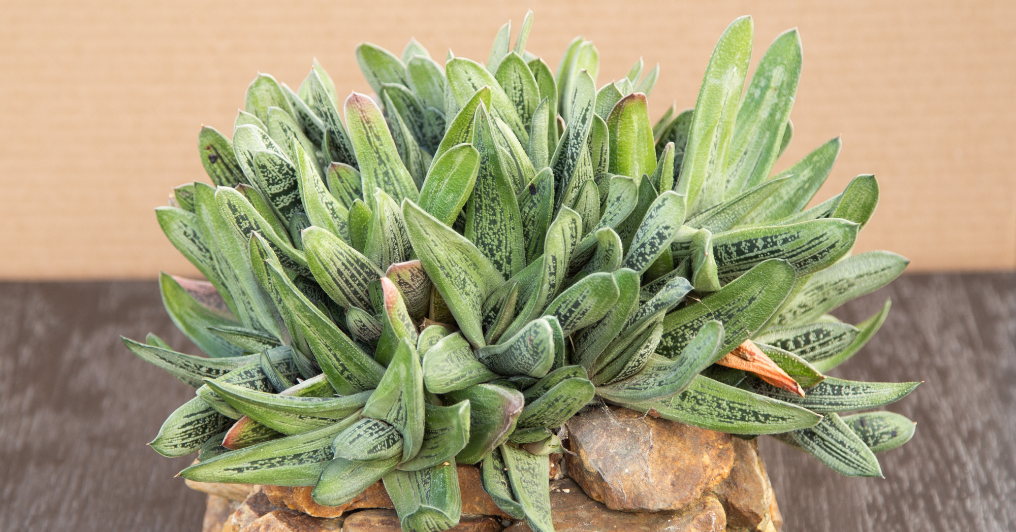 gasteria little warty rock planter