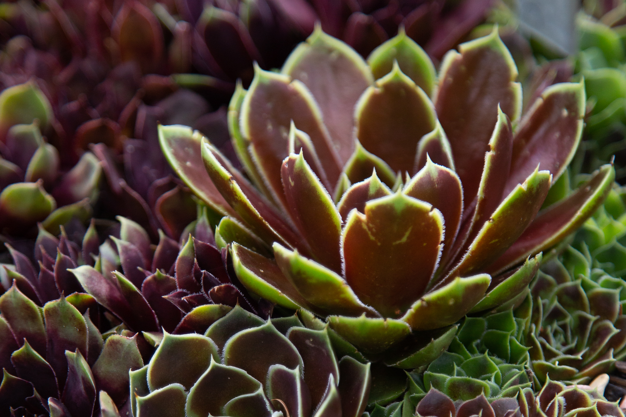 green and purple sempervivum heuffelii close up