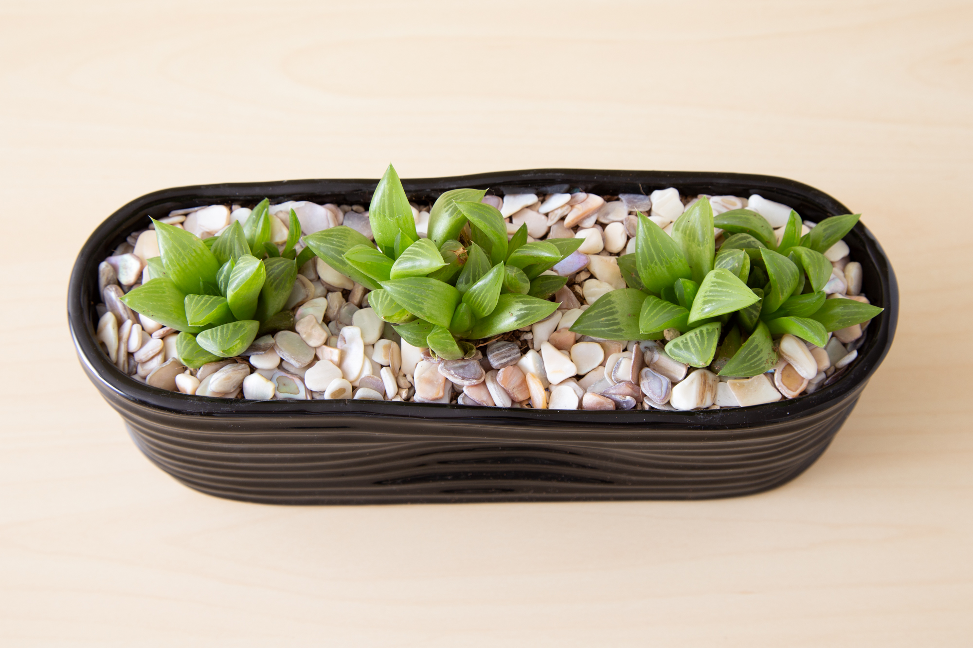 haworthia retusa star cactus