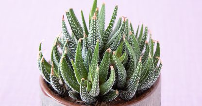 haworthiopsis concolor succulent clump