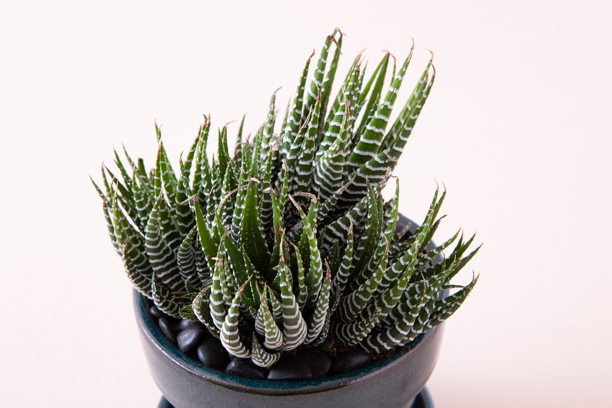 haworthiopsis fasciata zebra plant in blue pot