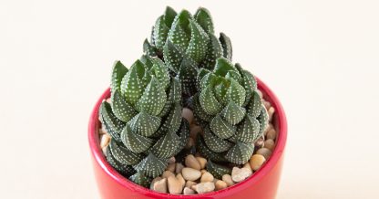 haworthiopsis reinwardtii succulent in red pot