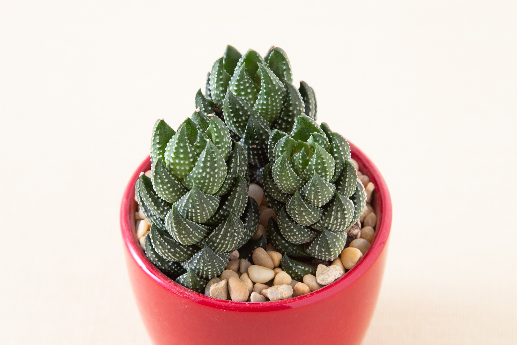 haworthiopsis reinwardtii succulent in red pot