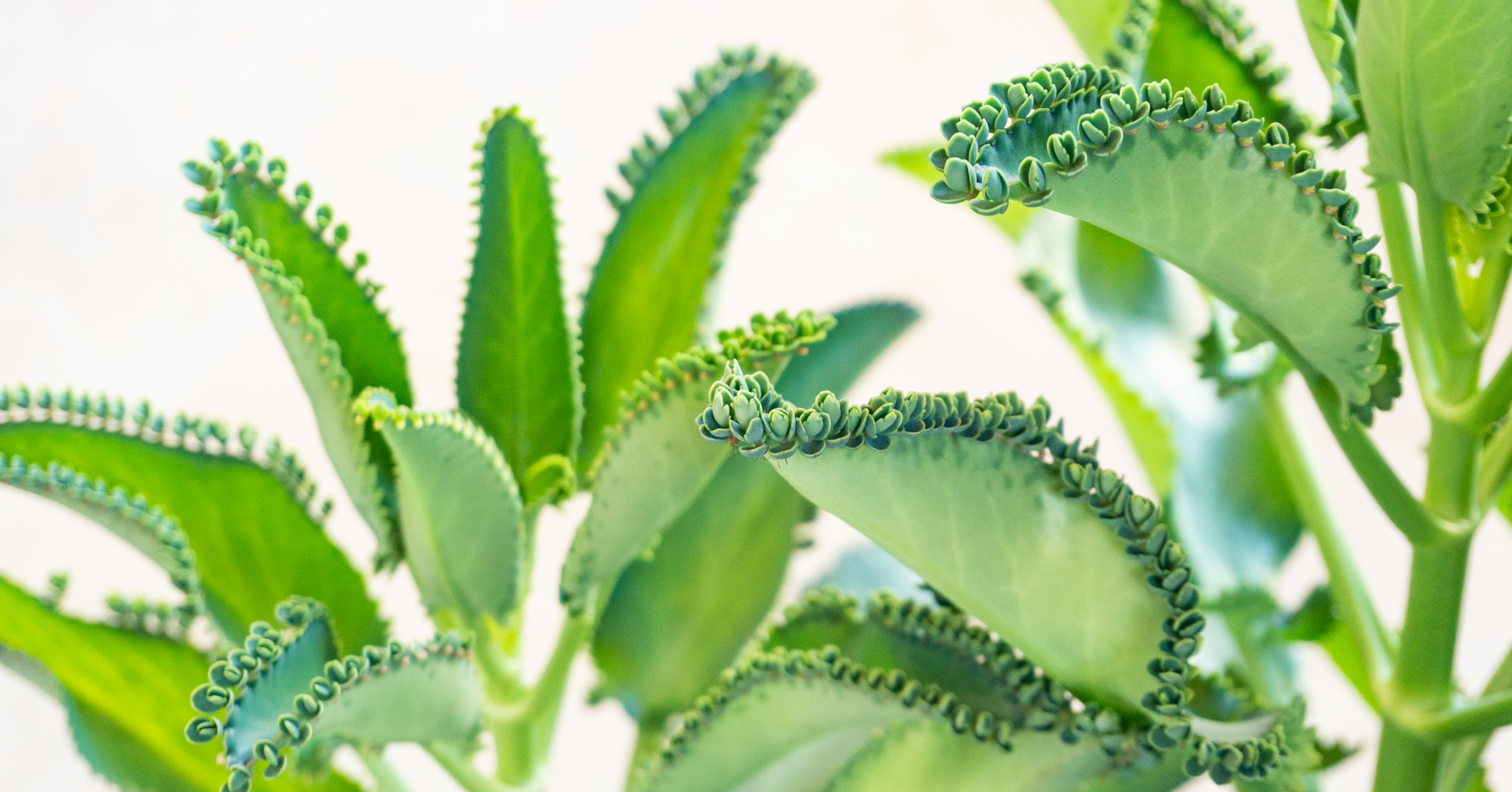 kalanchoe mother of thousands close up