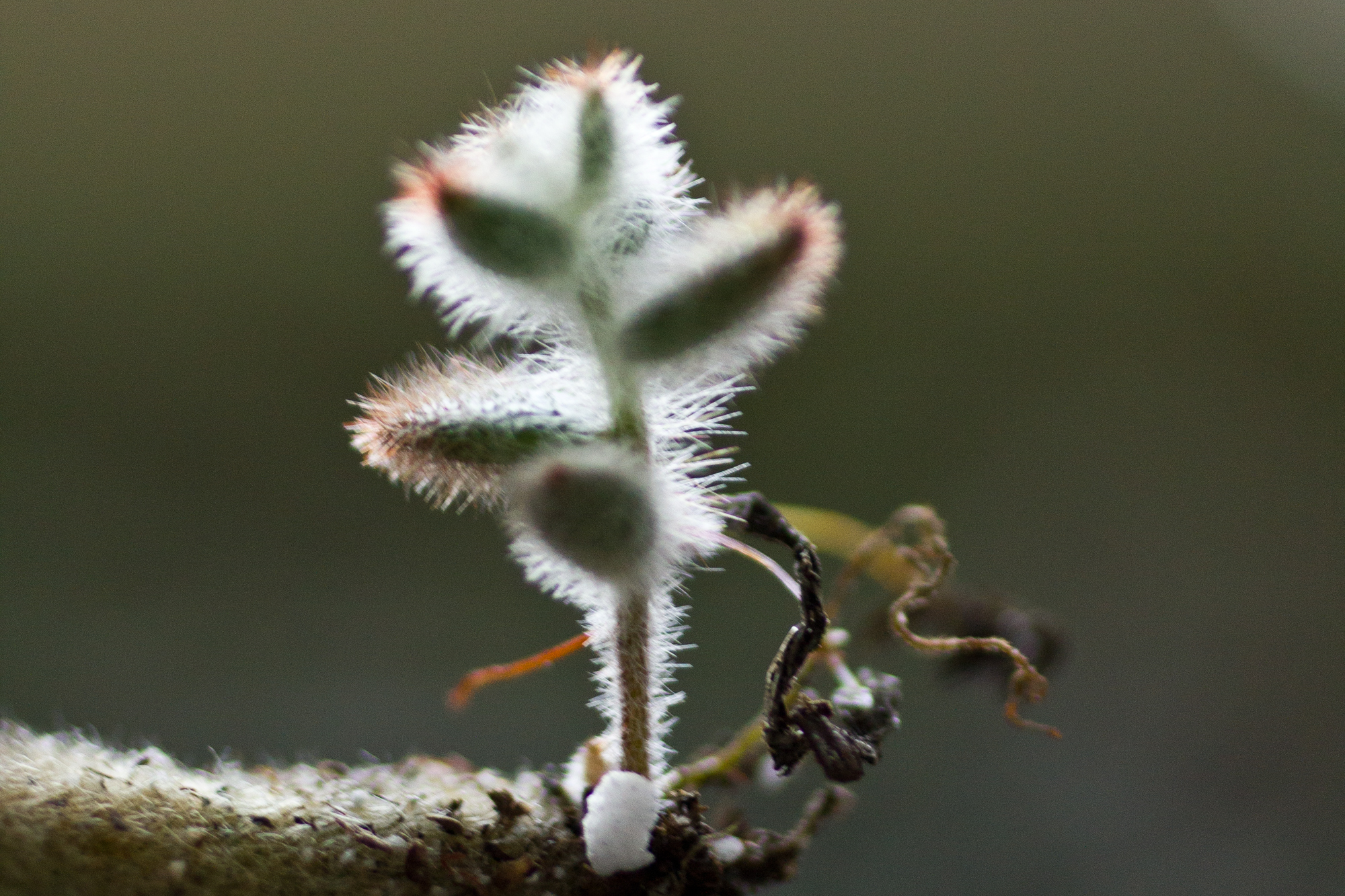 kalanchoe tomentosa panda plant leaf propagation