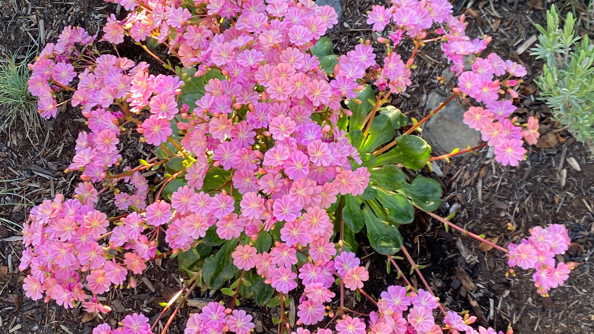 karen r oregon kalanchoe