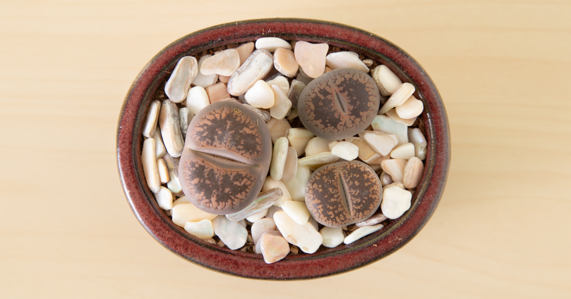 lithops planted in shallow pot