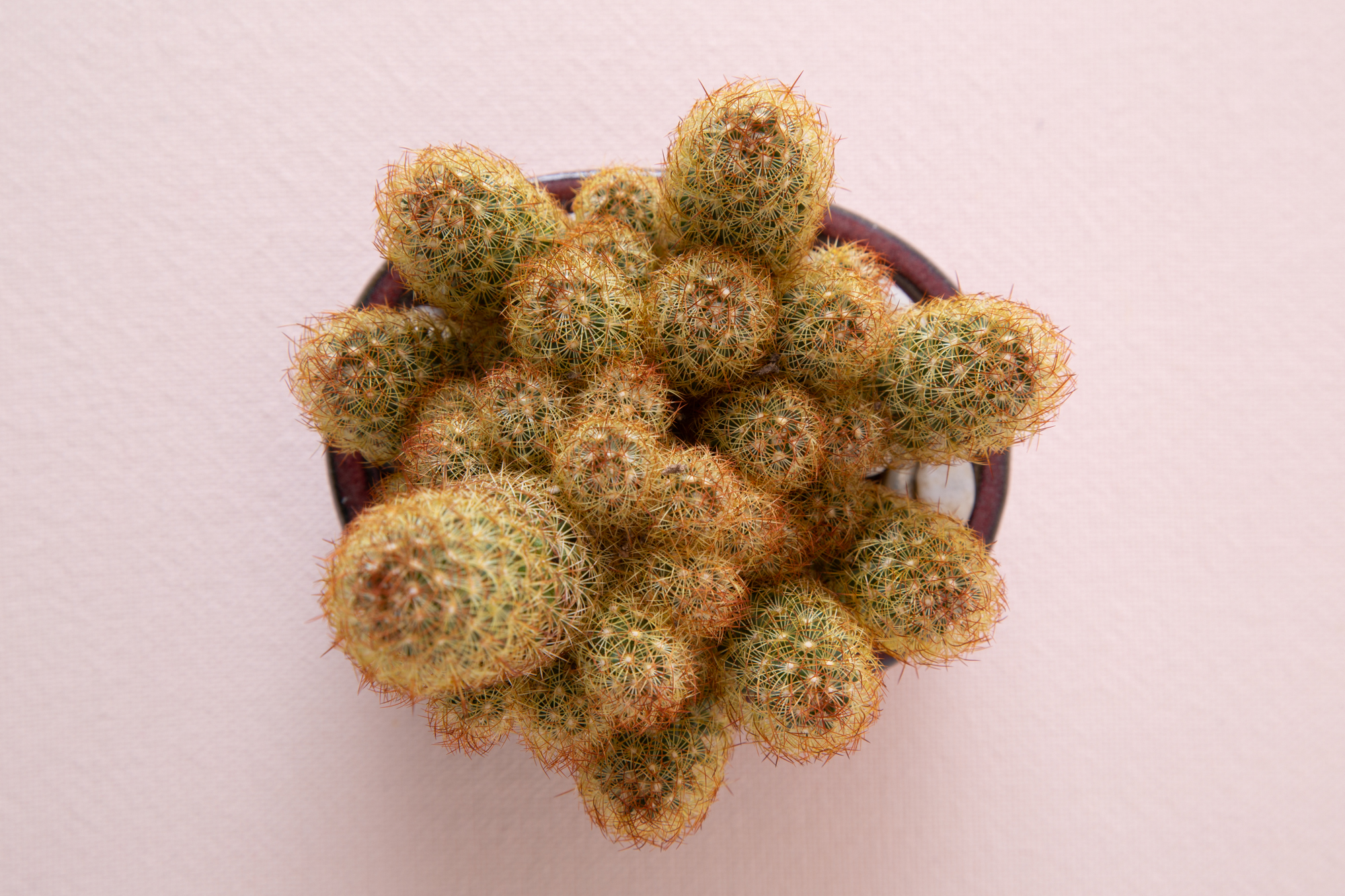 mammillaria elongata copper king ladyfinger cactus