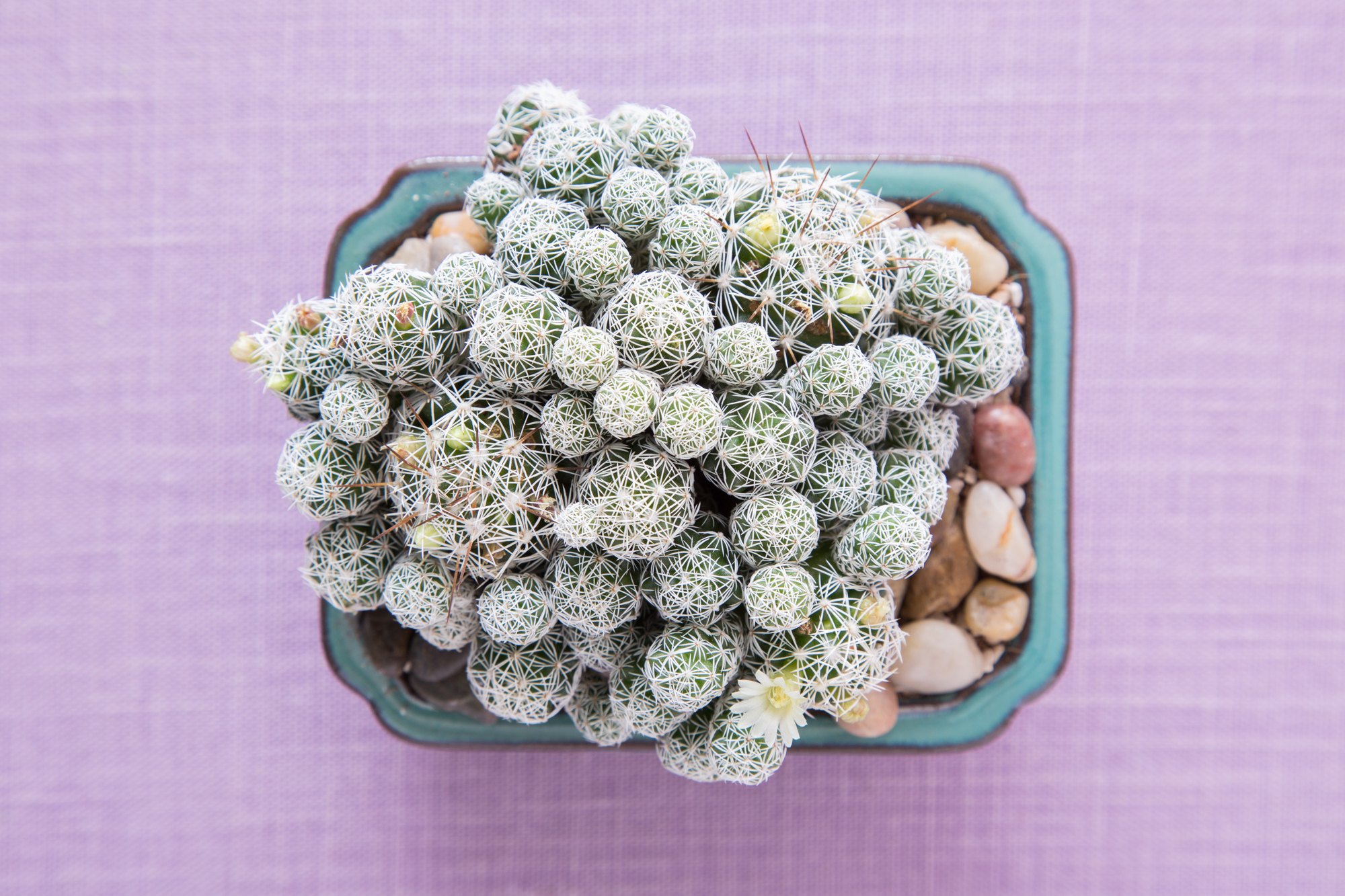 mammillaria gracilis fragilis thimble cactus close up