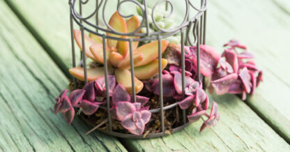 mini birdcage filled with succulents pink orange