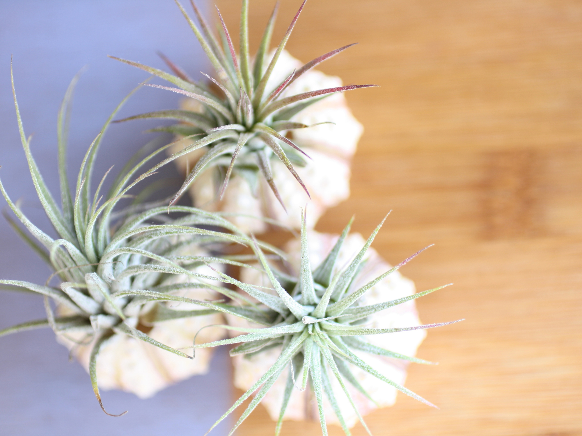 modern air plants anna weston set of 3