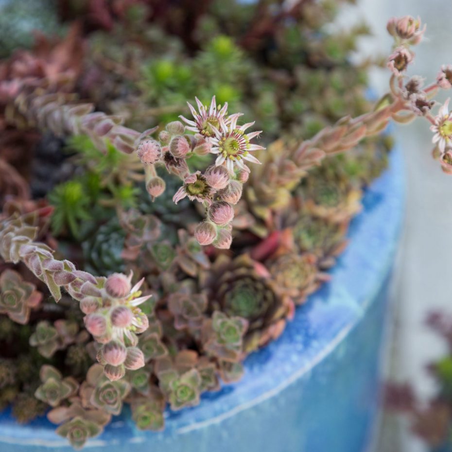 monocarpic succulents blue planter