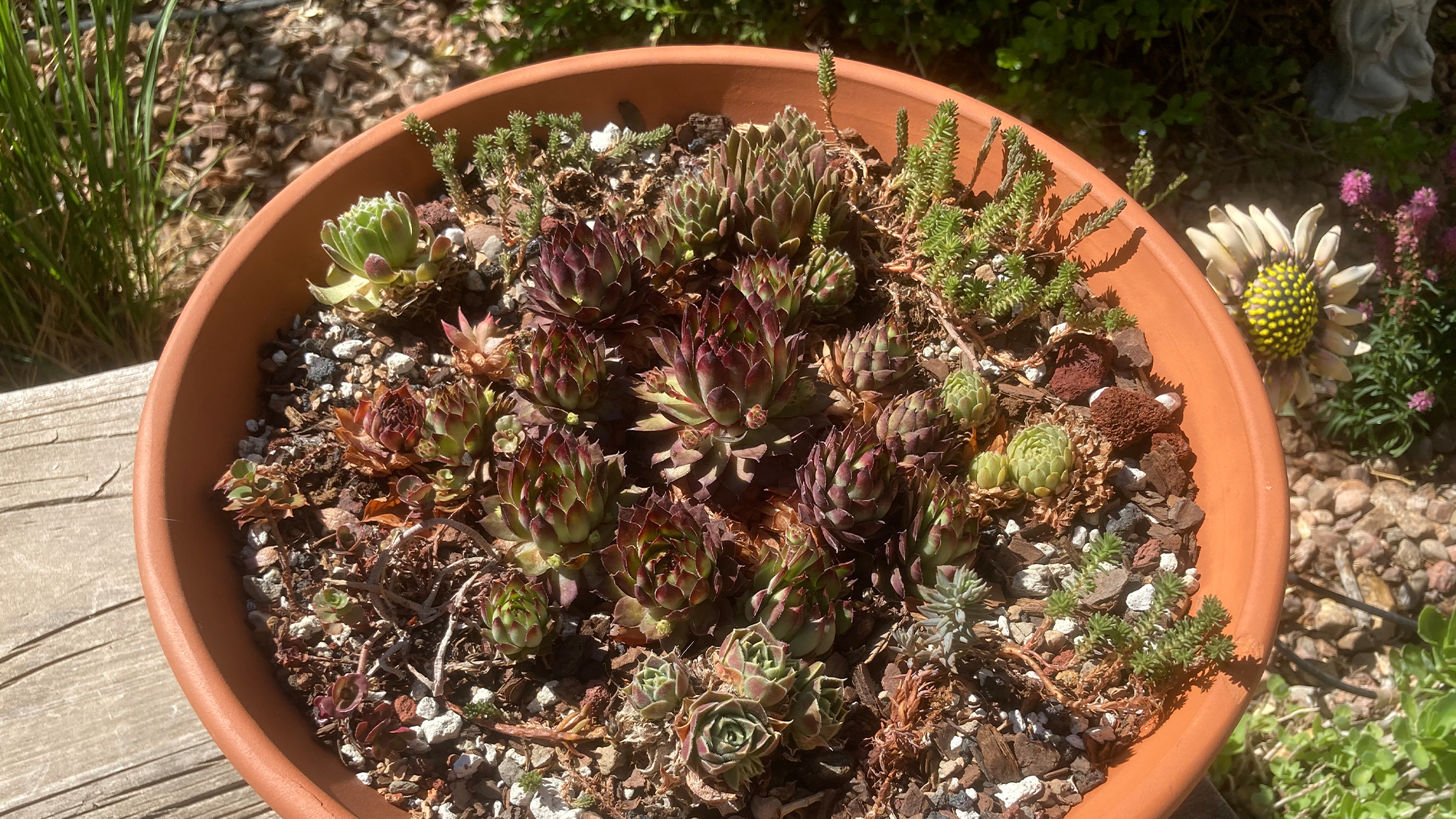 noelle b new mexico sempervivum