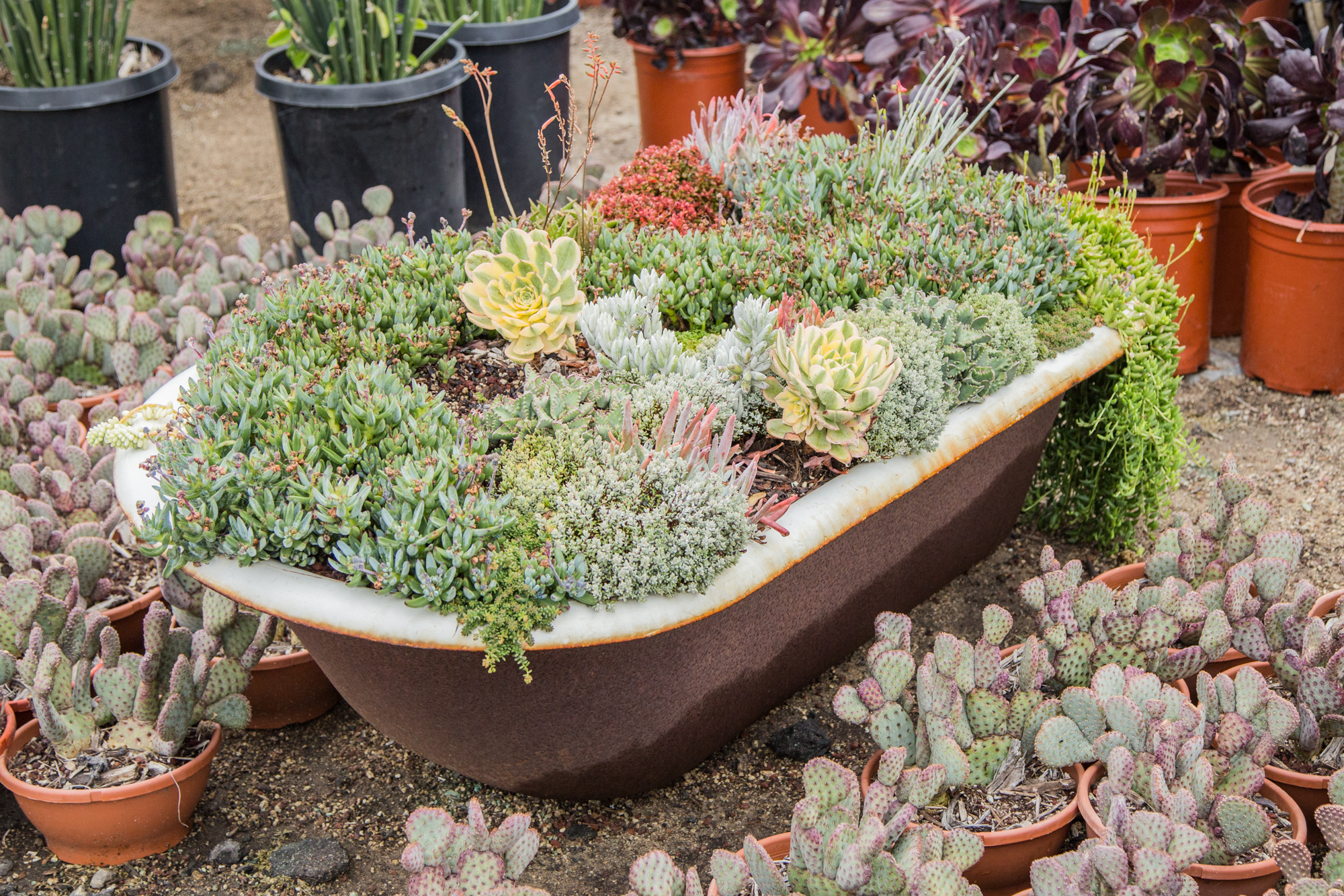 old bathtub filled with succulents