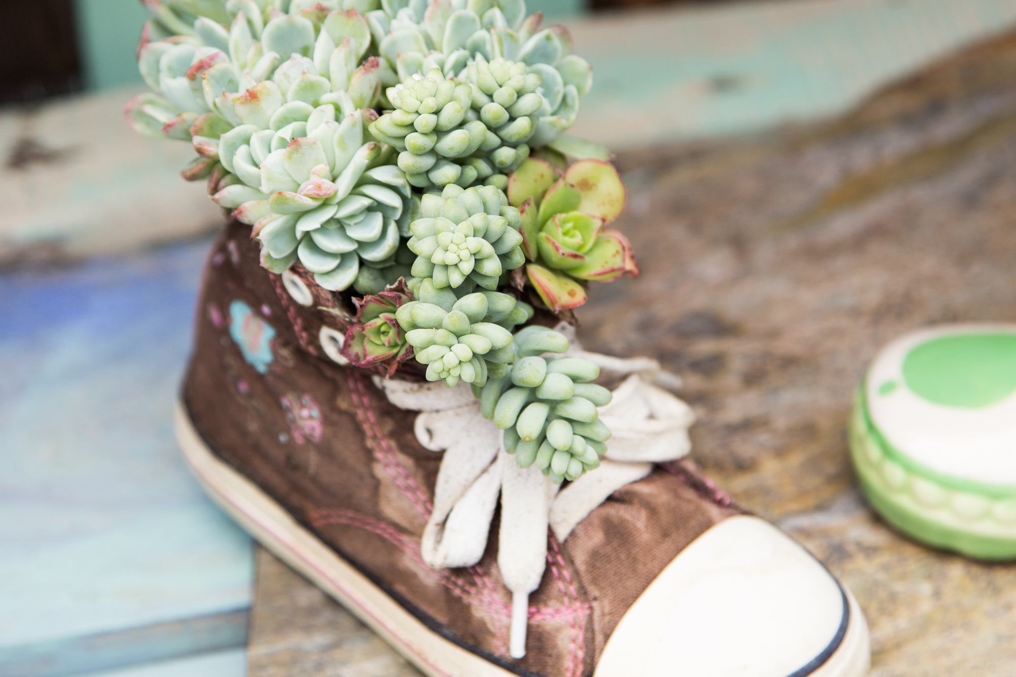 old shoe planted with succulents