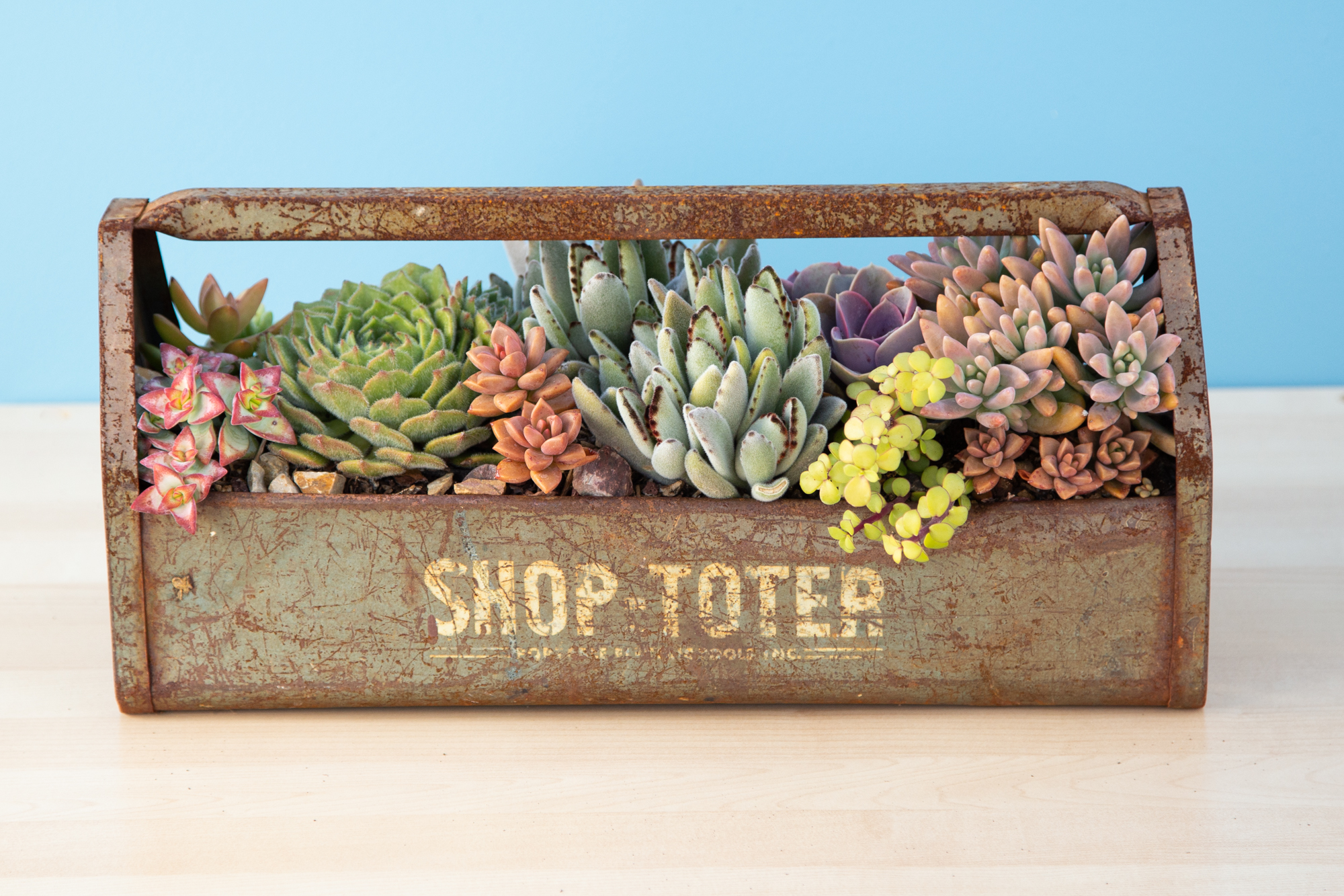 old tool box with succulents