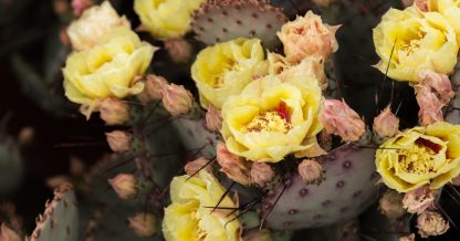 opuntia macrocentra cactus flowers