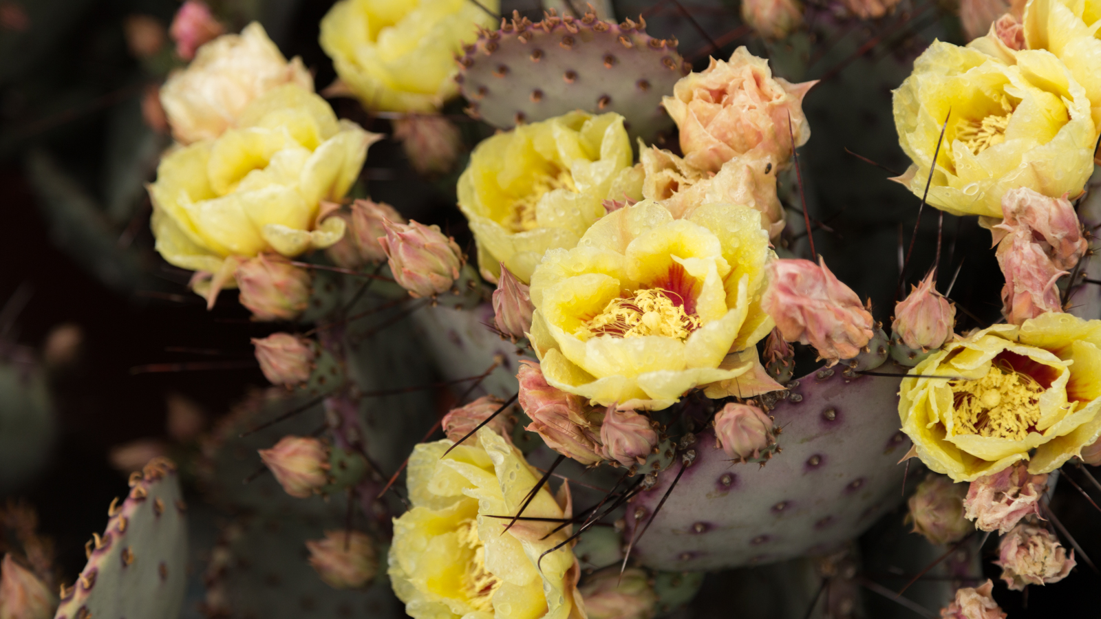 opuntia macrocentra cactus flowers