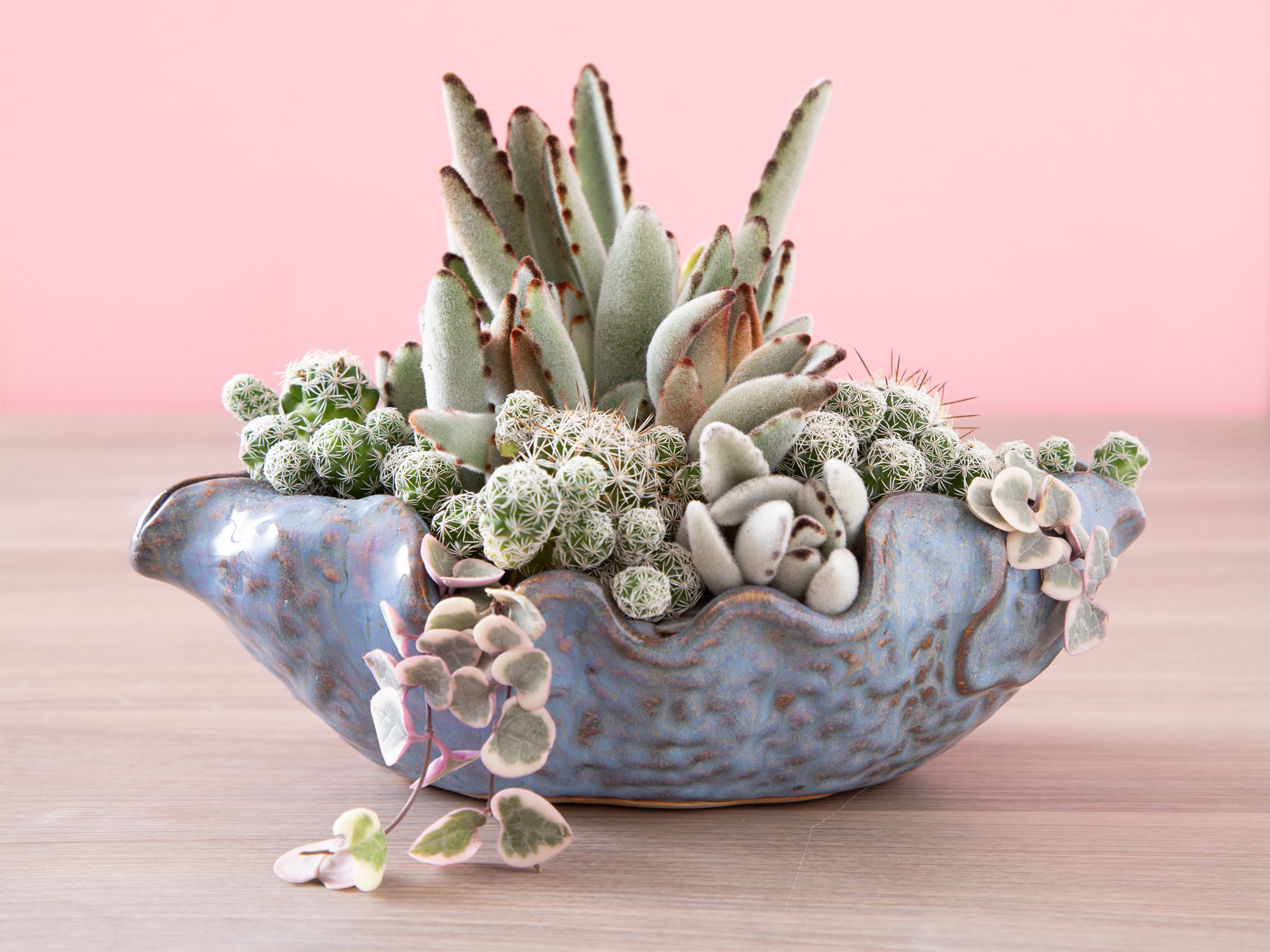 panda plant thimble cactus string of hearts in blue planter