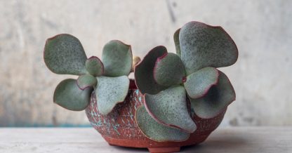 pjatnica shutterstock silver dollar jade crassula