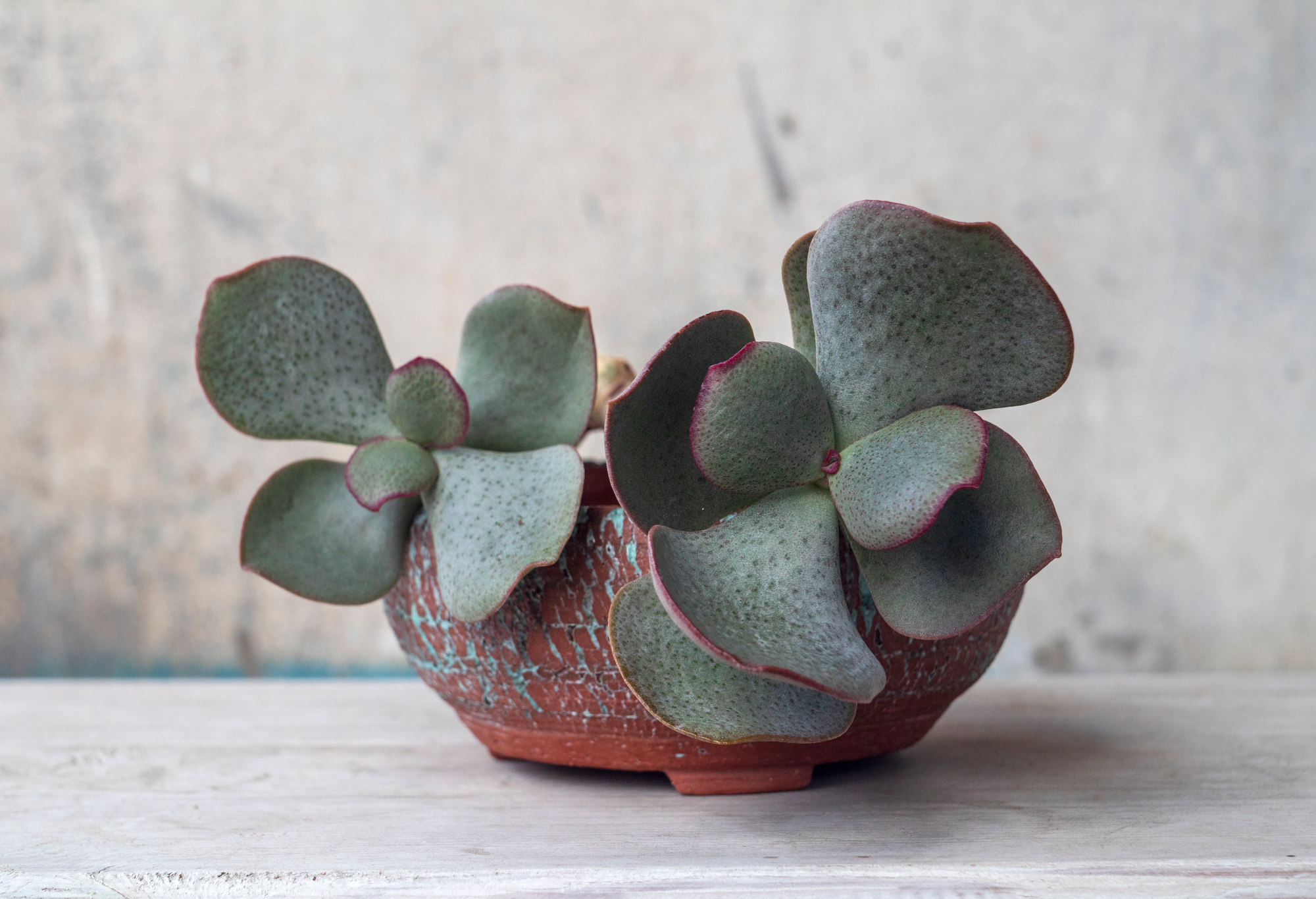 pjatnica shutterstock silver dollar jade crassula