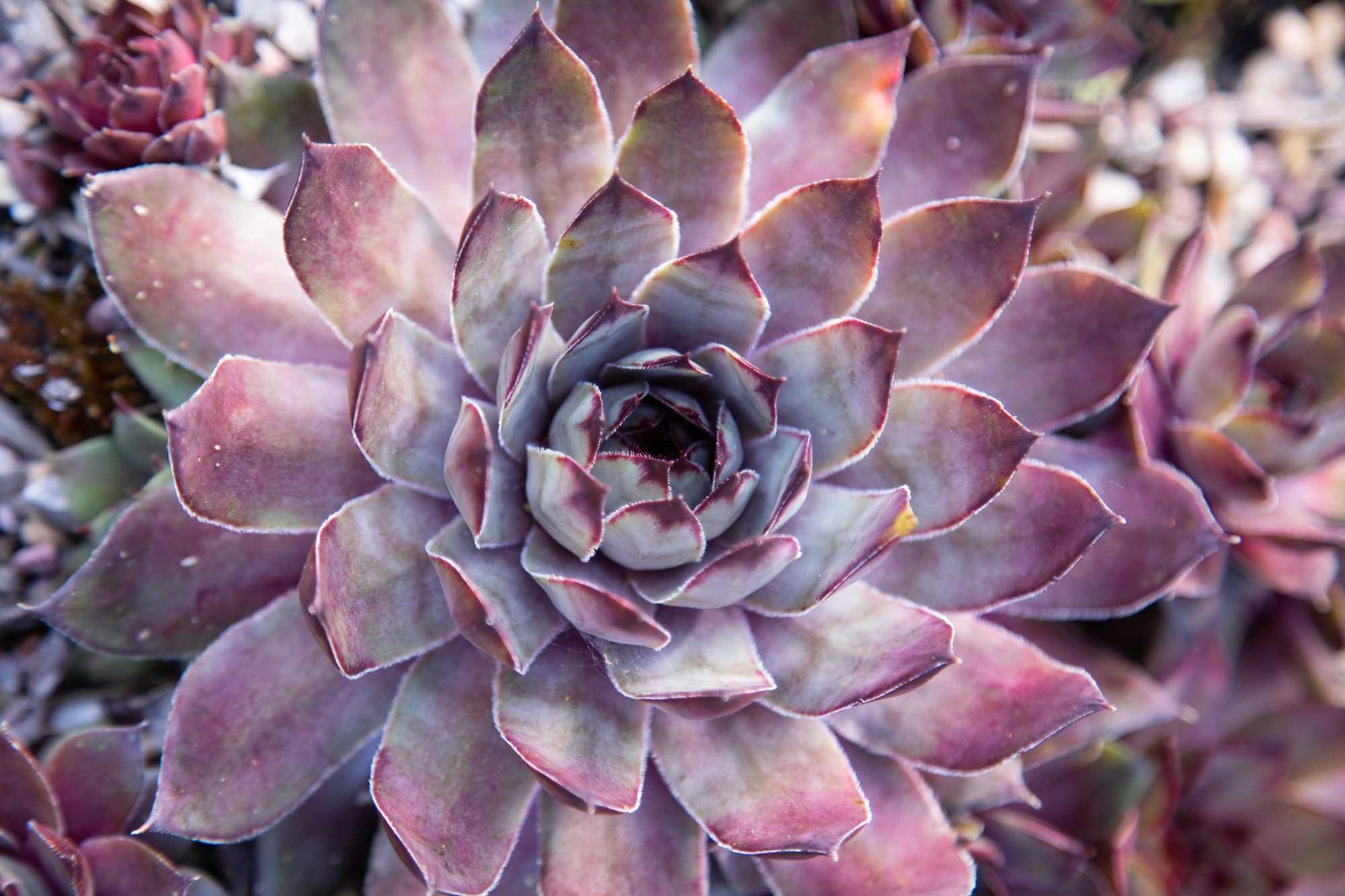 purple blue sempervivum close up