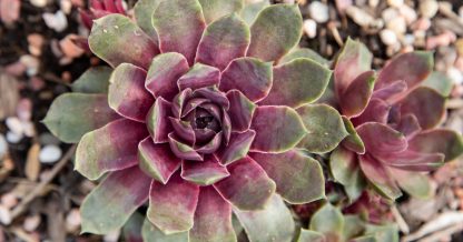 purple green sempervivum in ground