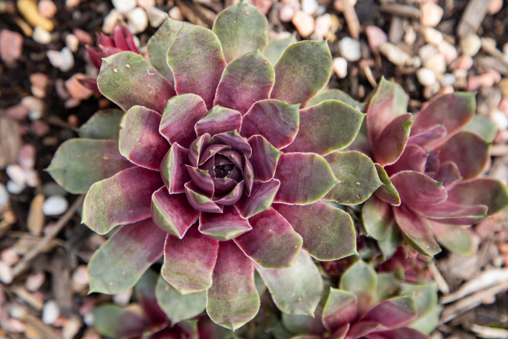 purple green sempervivum in ground