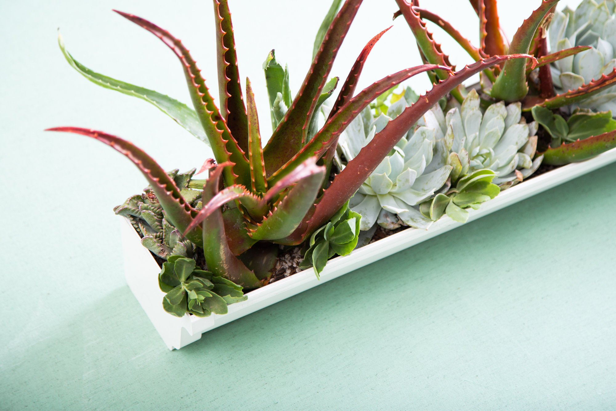 rain gutter planter with succulents