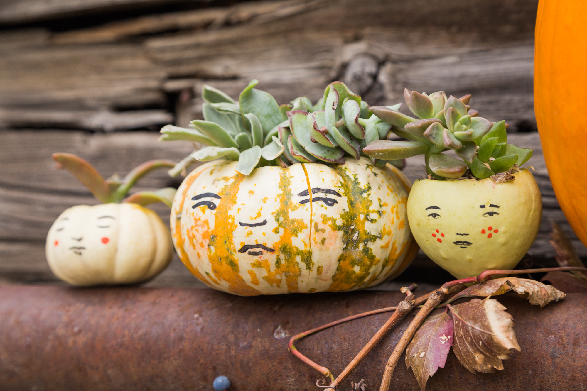 real pumpkins planted with suculents