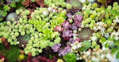 sedums sempervivum succulents close togher blooming