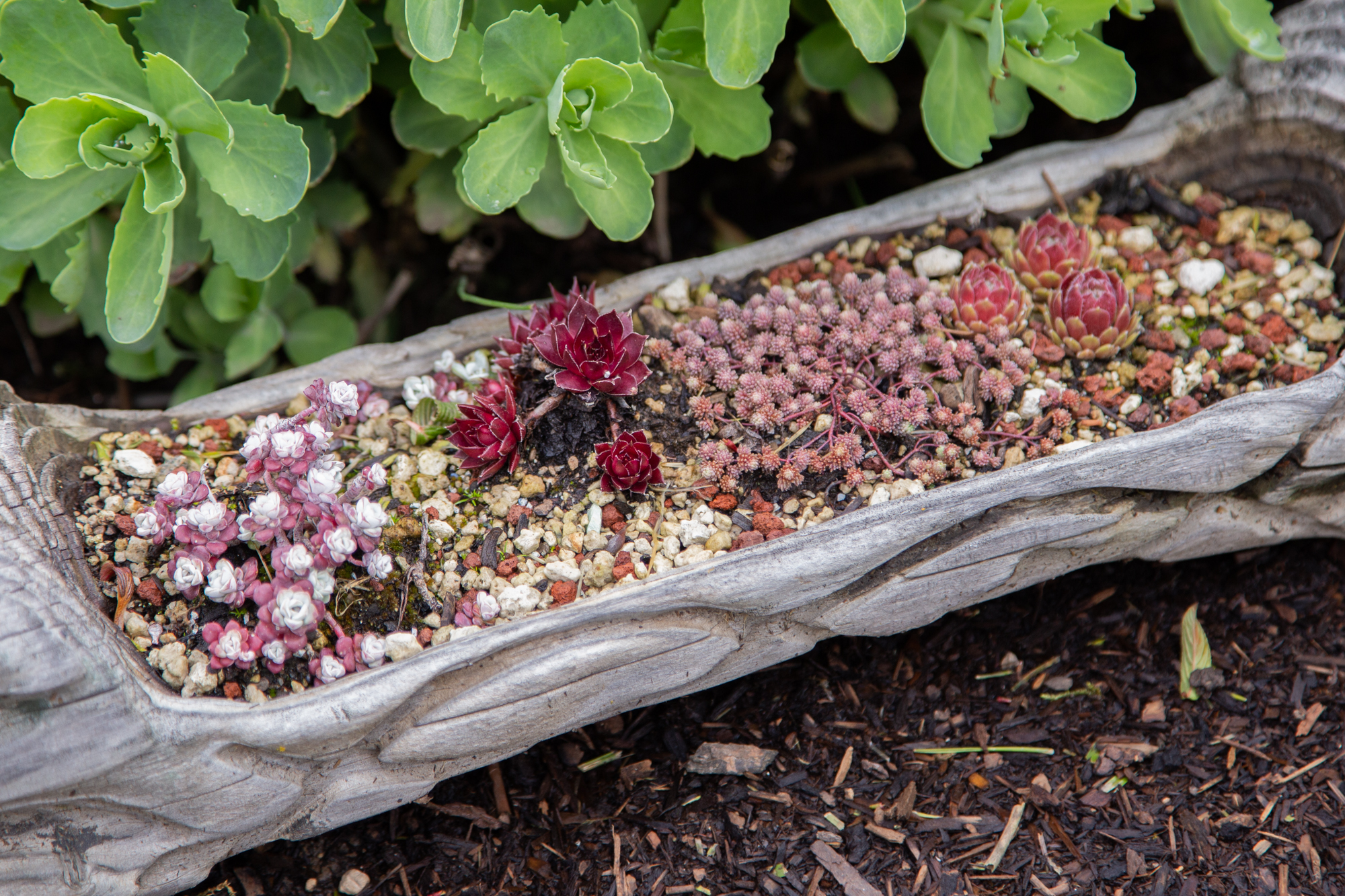 sempervivum and sedum in a log