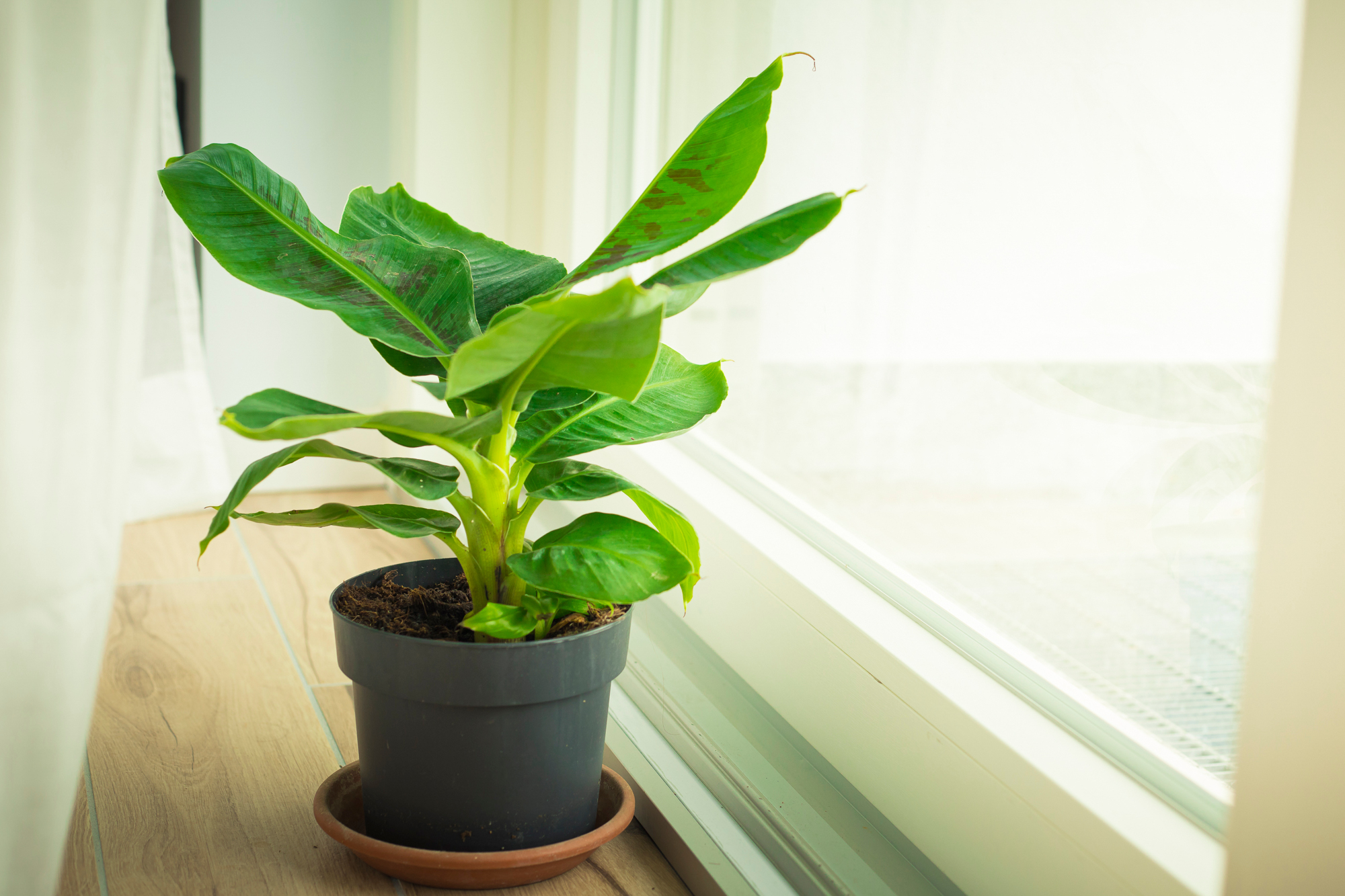 silvia cozzi shutterstock dwarf banana plant