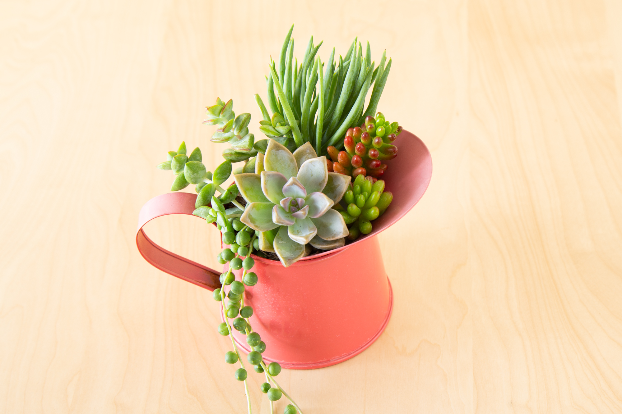 small pitcher filled with succulents