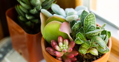 small succulents on window sill