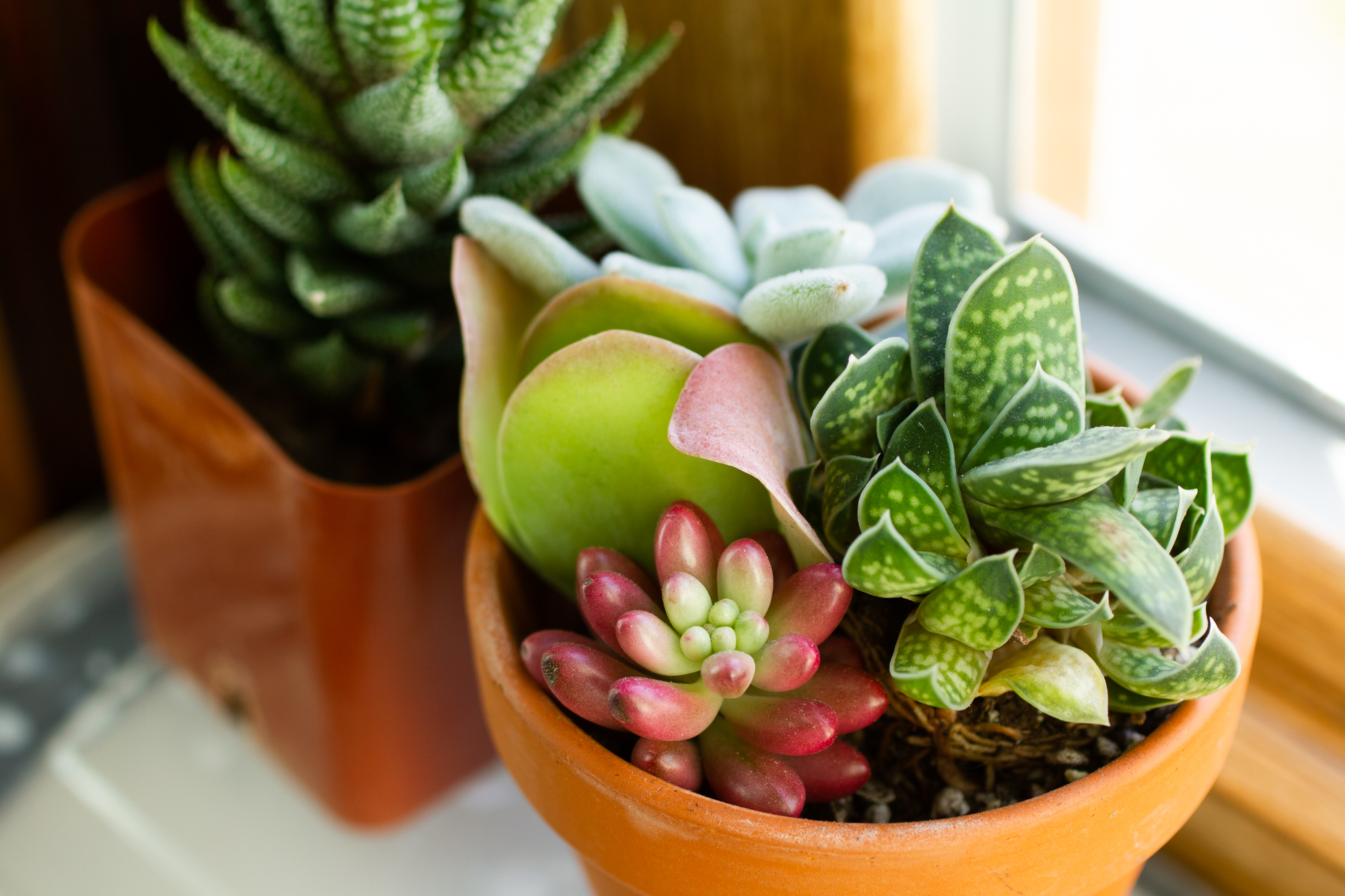 small succulents on window sill