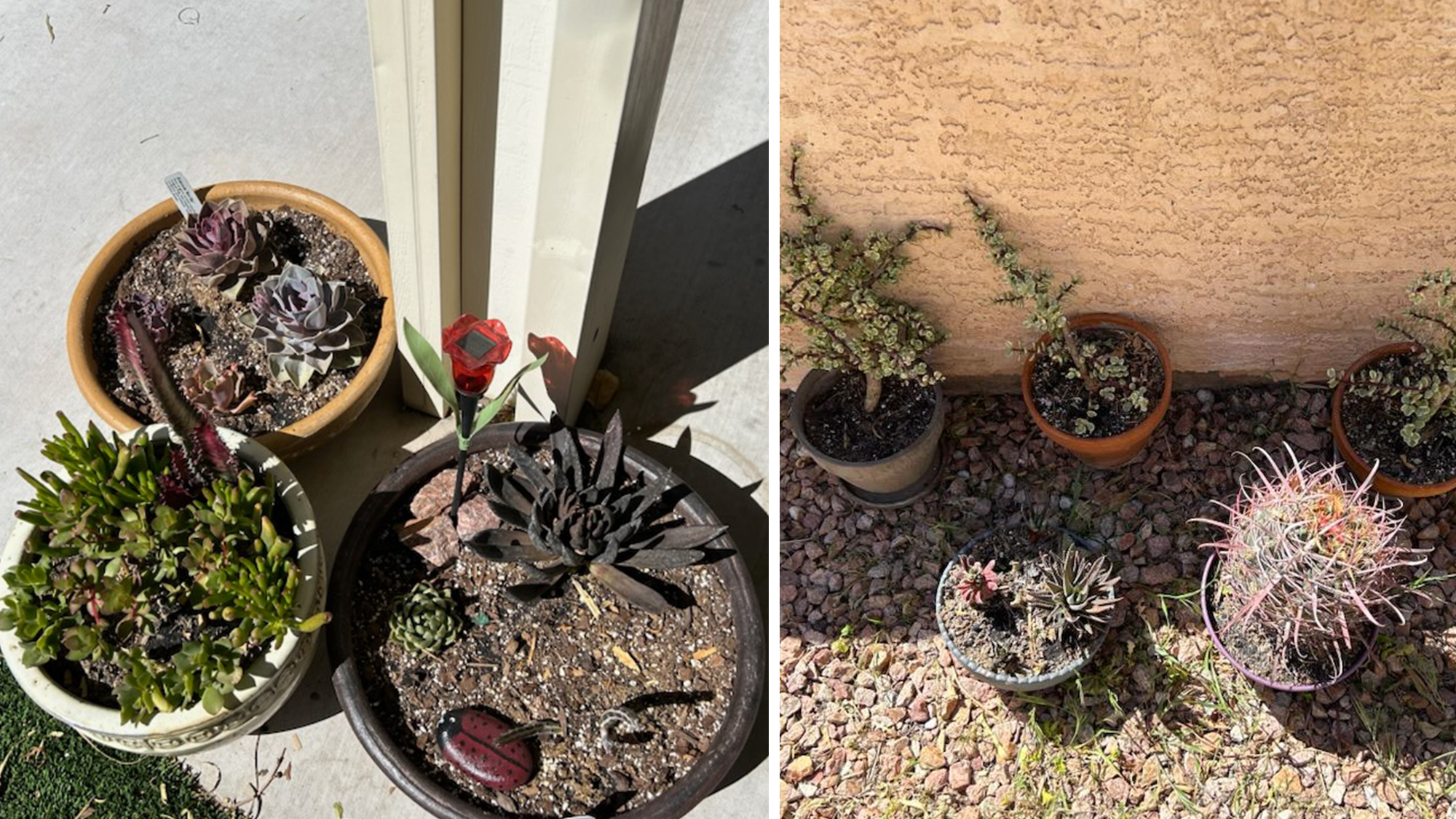 stacy b succulents nevada