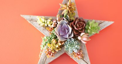 succulent arrangement star echeveria sedum pearls