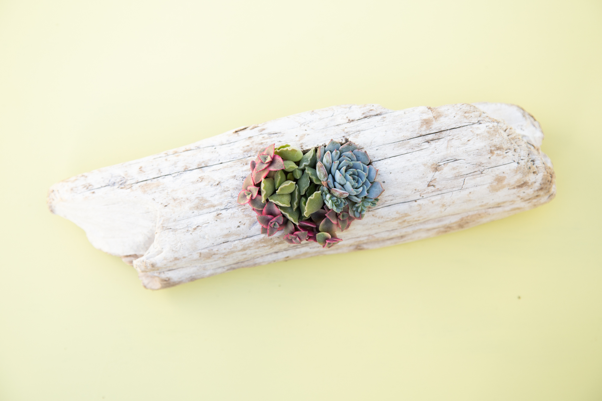 succulents in driftwood