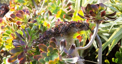 unusual mutated crested black aeonium