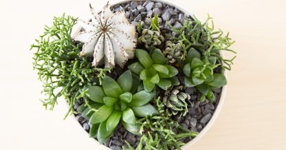 white euphorbia haworthia rhipsalis