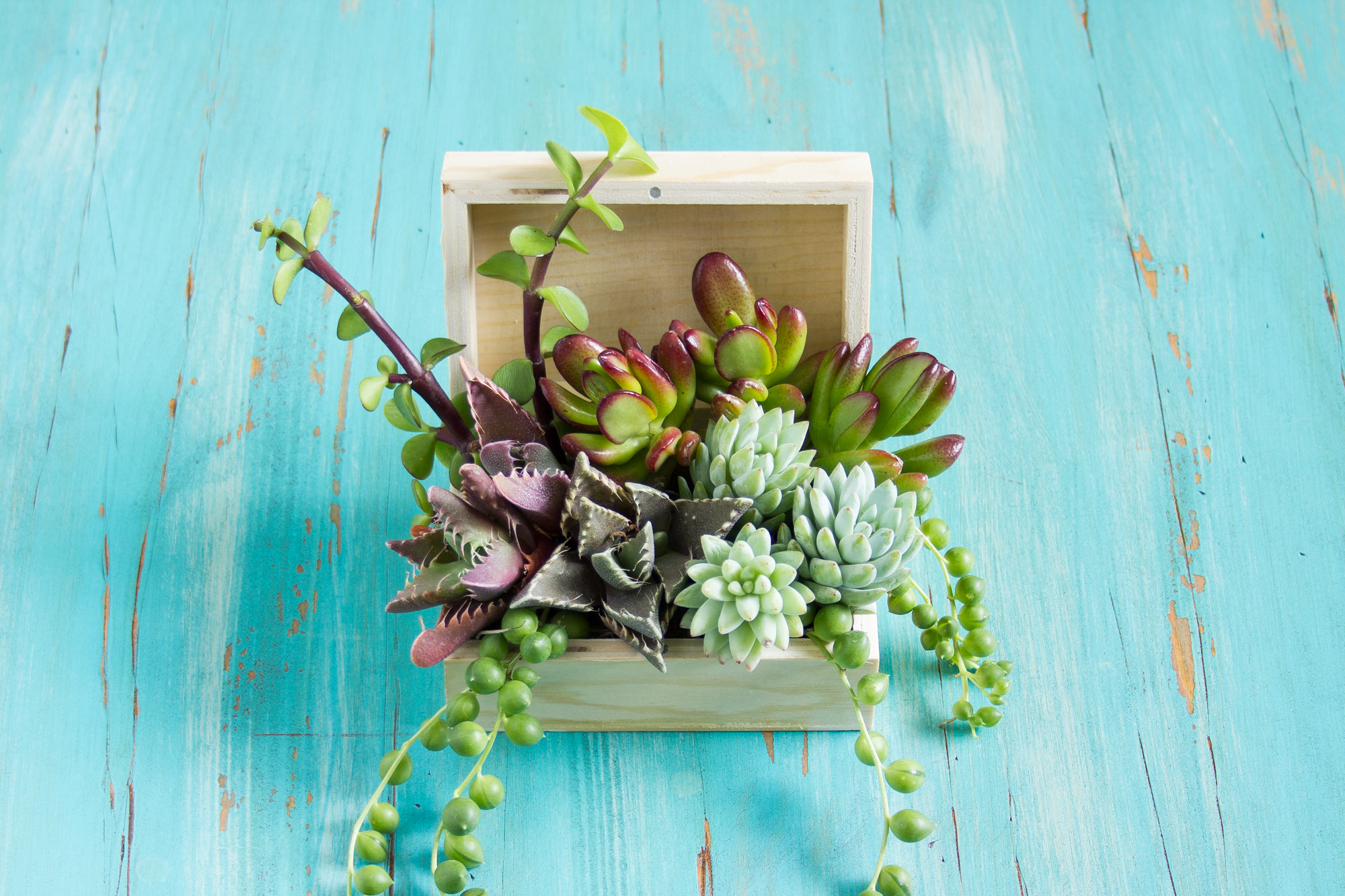 wood box planted with succulents