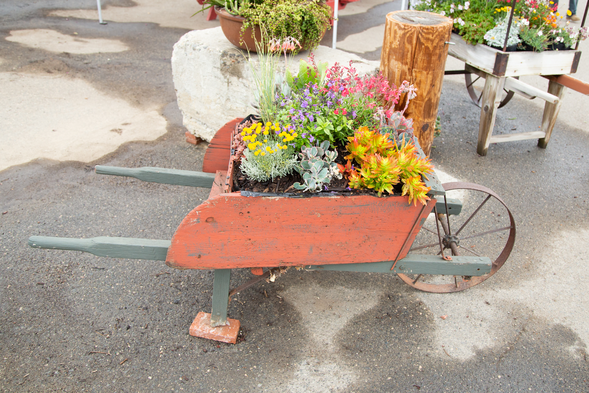 wood wheelbarrow filled with succulents