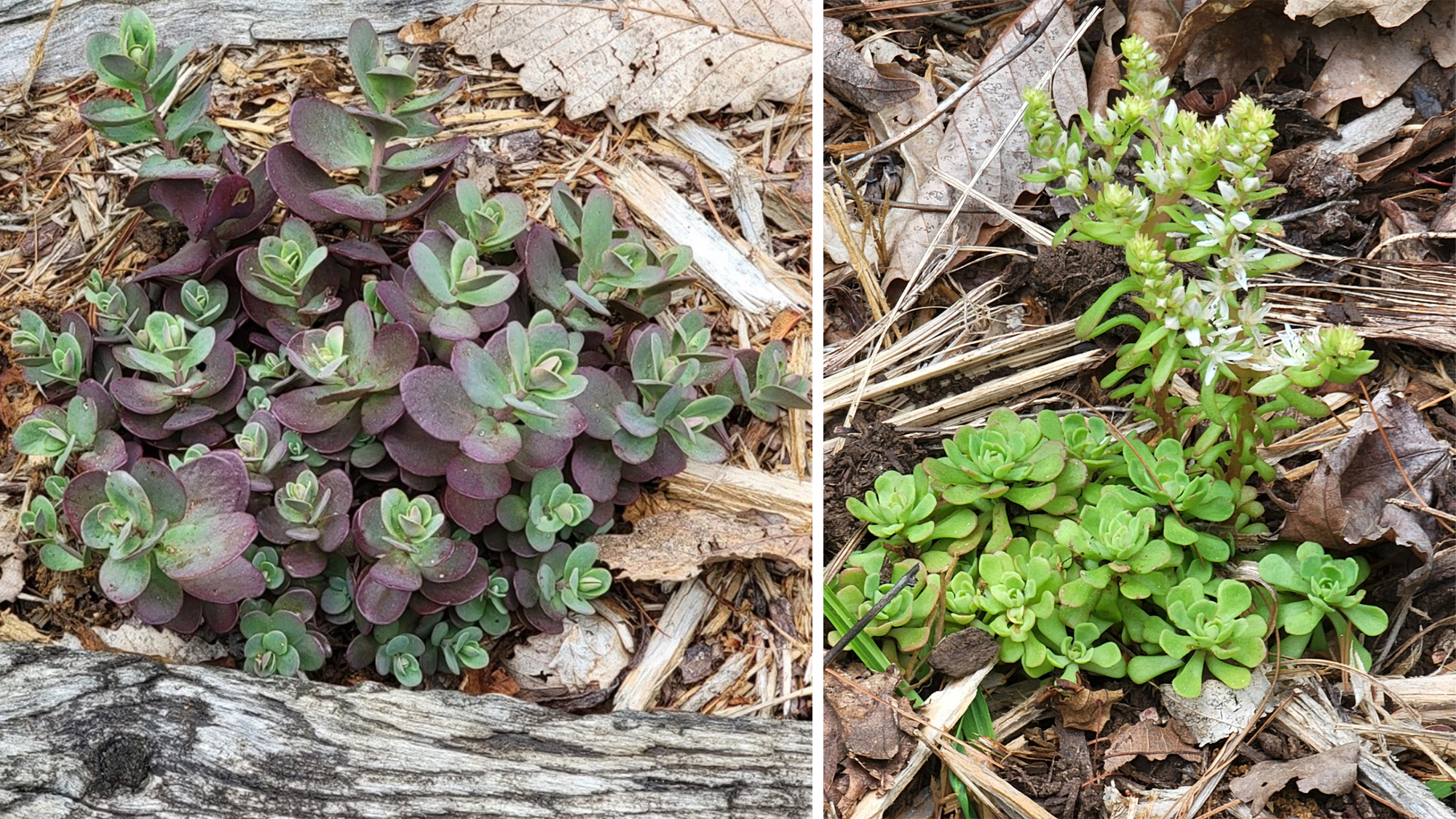 yvonne f succulents north carolina