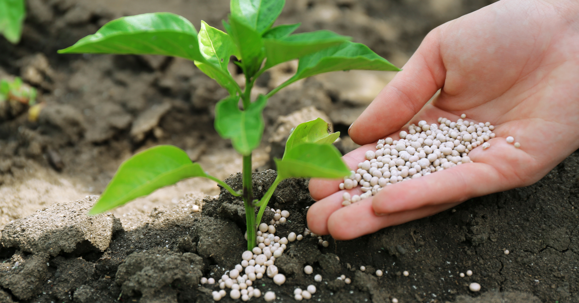 Adobe Stock Africa Studio hand pouring granular fertilizer on soil near plant