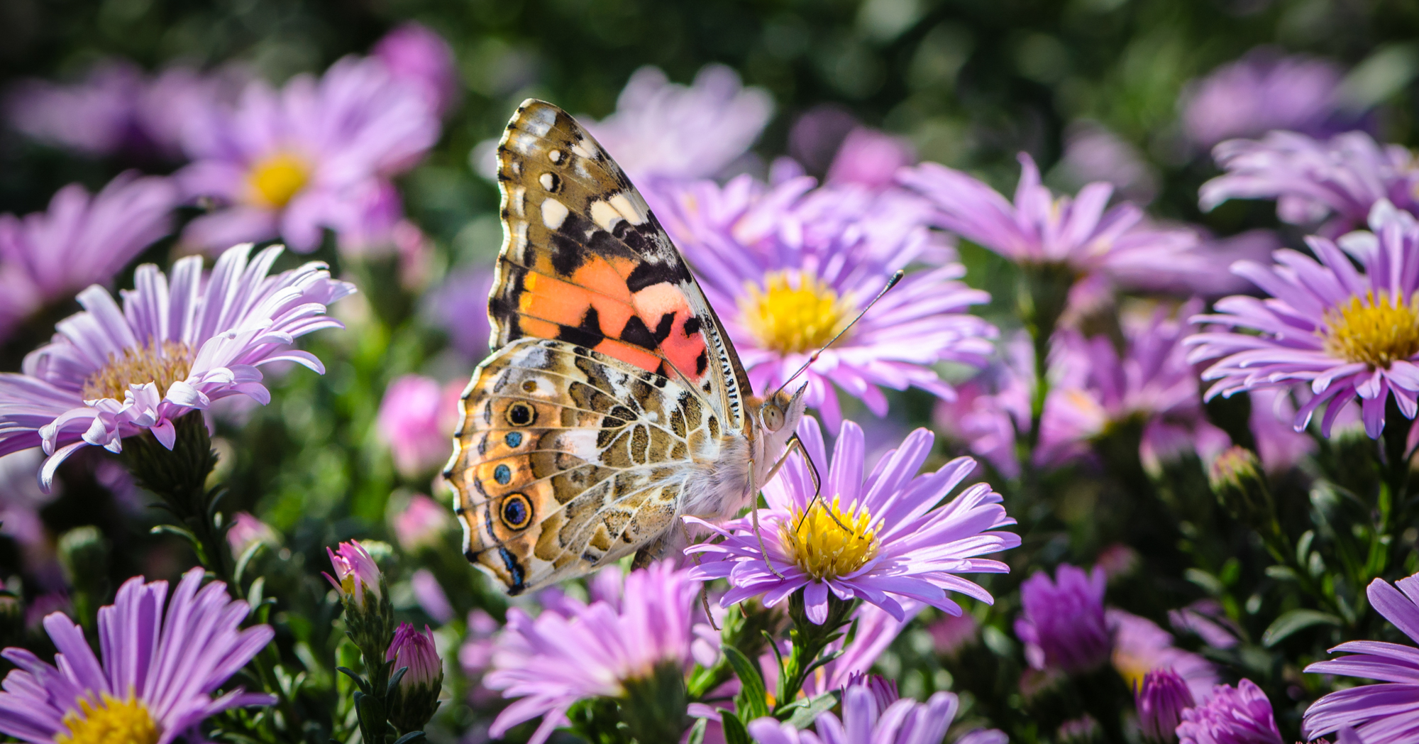 Adobe Stock Alex 1910 motley butterfly on aster flowers