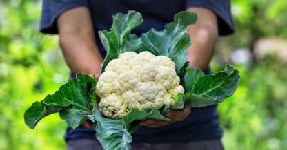 Adobe Stock Alexlukin person holding cauliflower in garden