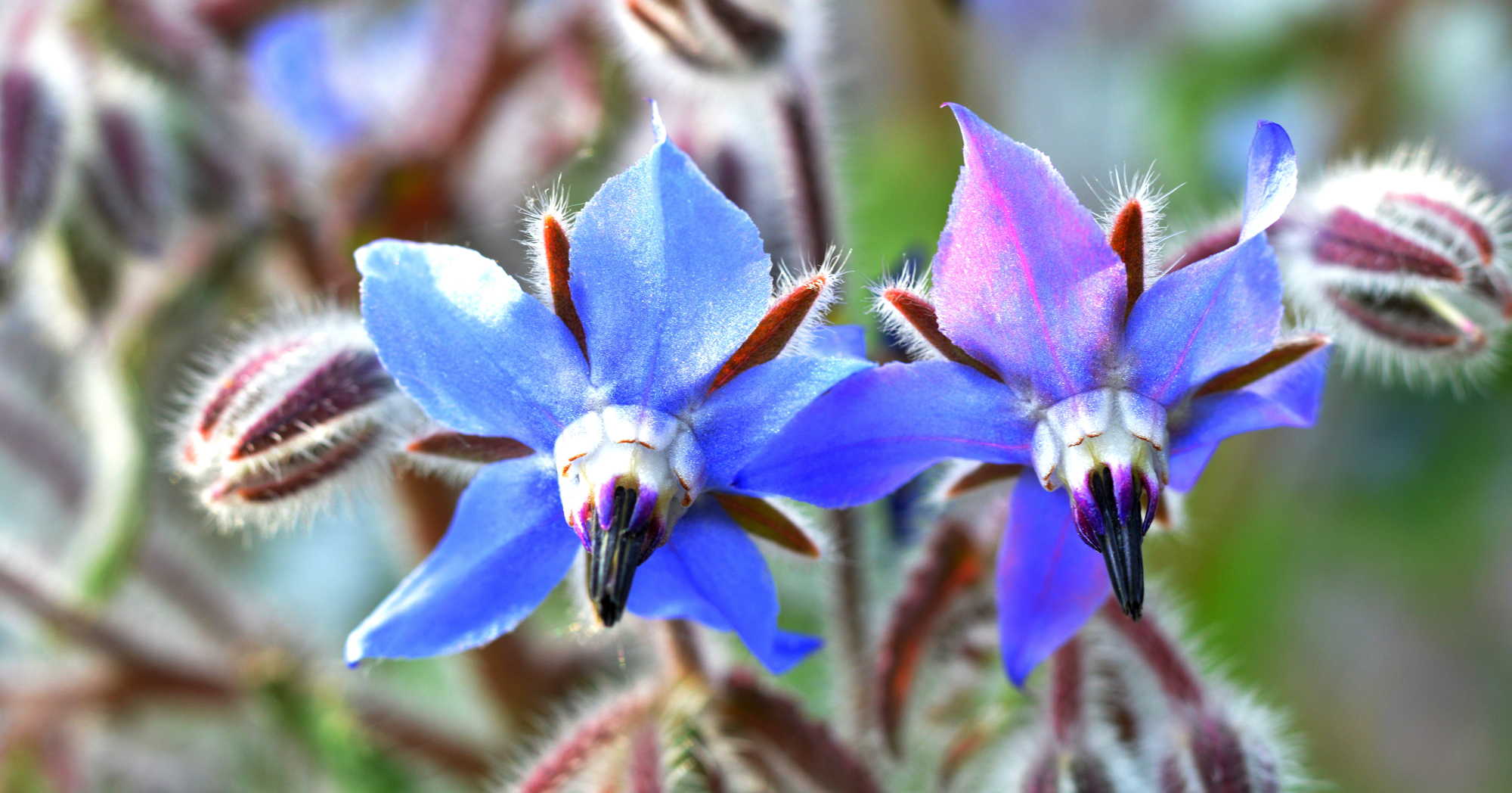 Adobe Stock Andreas borage borago purple blue flower close up